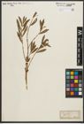 Foto von Salix purpurea L.